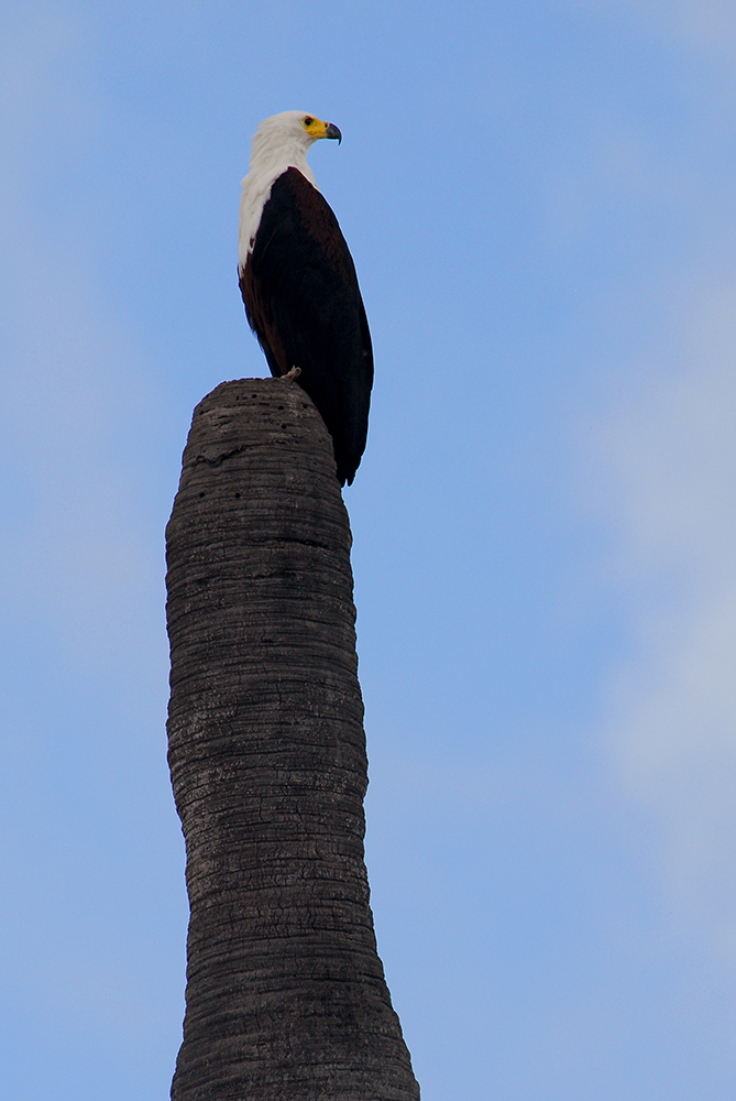 An African Fish Eagle