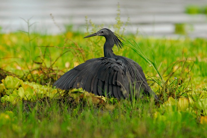 Black Egret