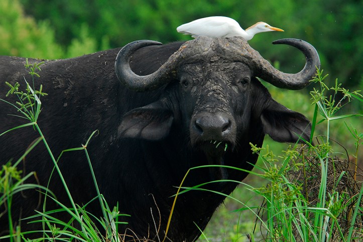 Buffalo and Egret #2