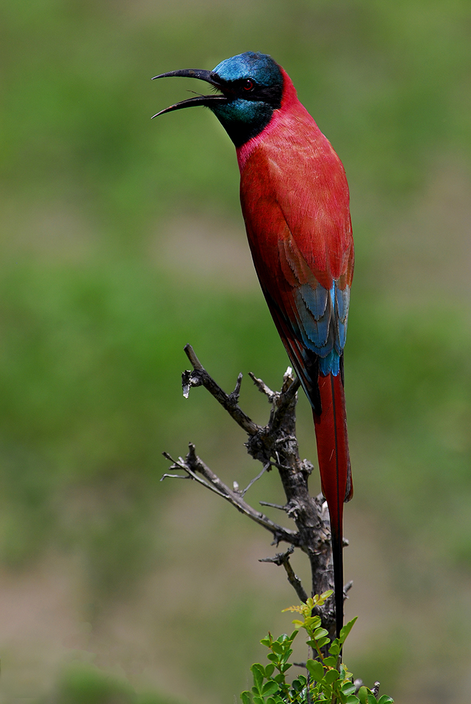 Carmine Bee Eater