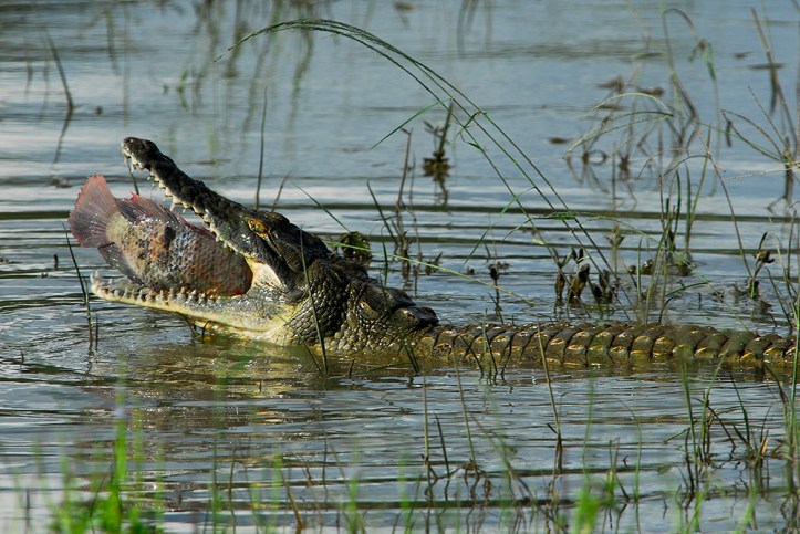 AnCrocodile chomps a Fish