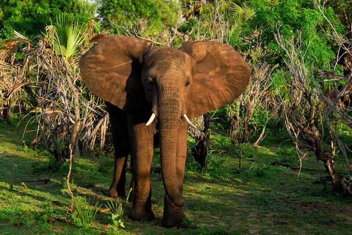 An Elephant charges us