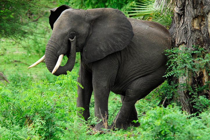 An Elephant Scratching its bum.