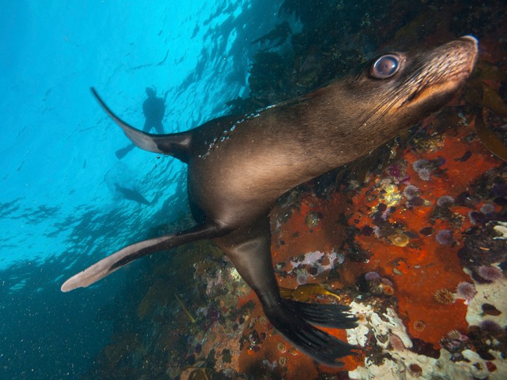 A Fur Seal
