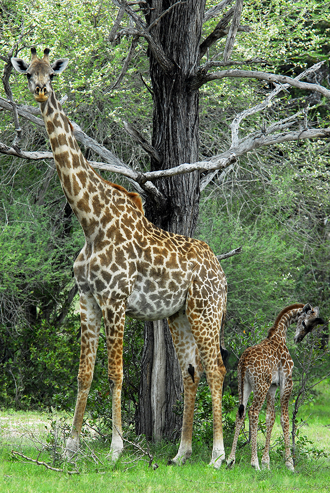 Giraffe and Calf