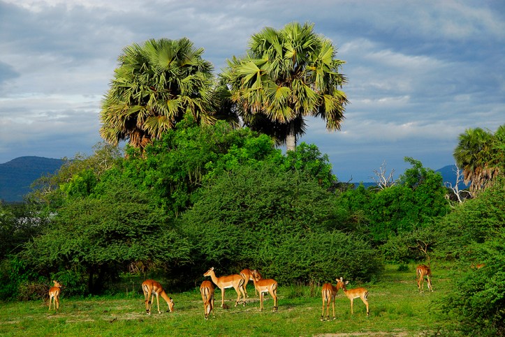 A herd of Impalas