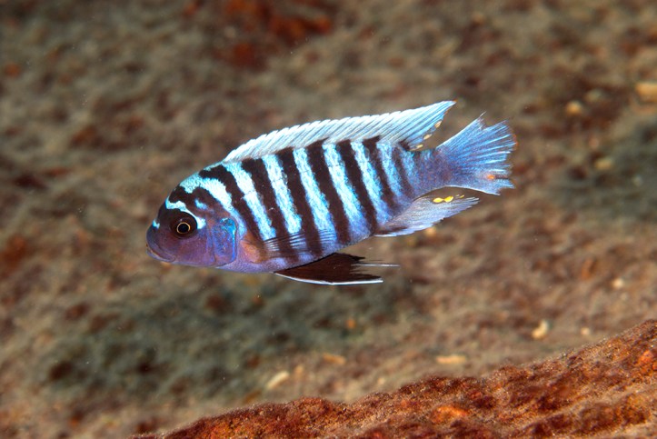Likoma - Cichlid