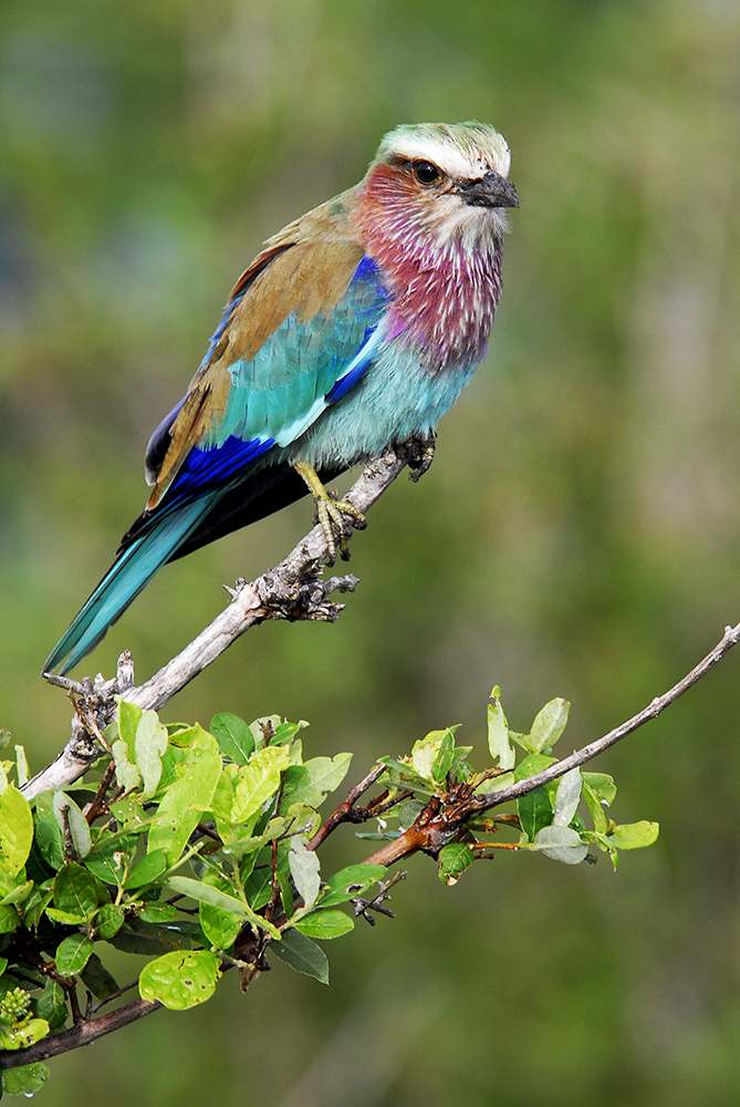 A lilac breasted roller