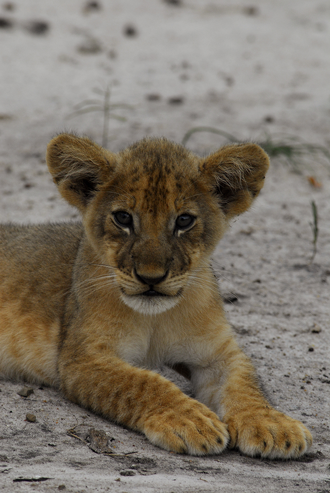 Lion Cub