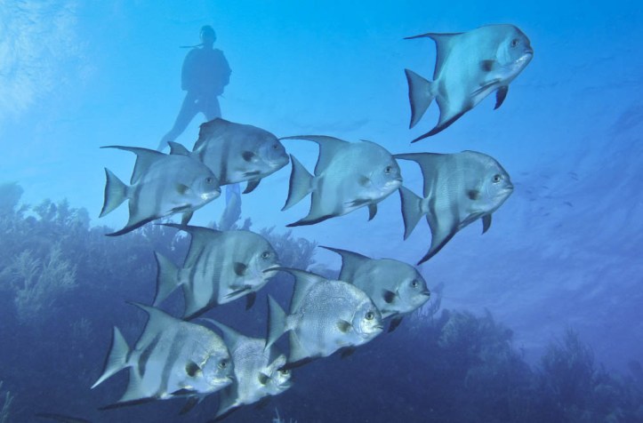 Batfish swirl around me