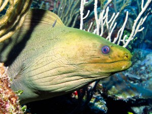 A massive morray pokes his head out