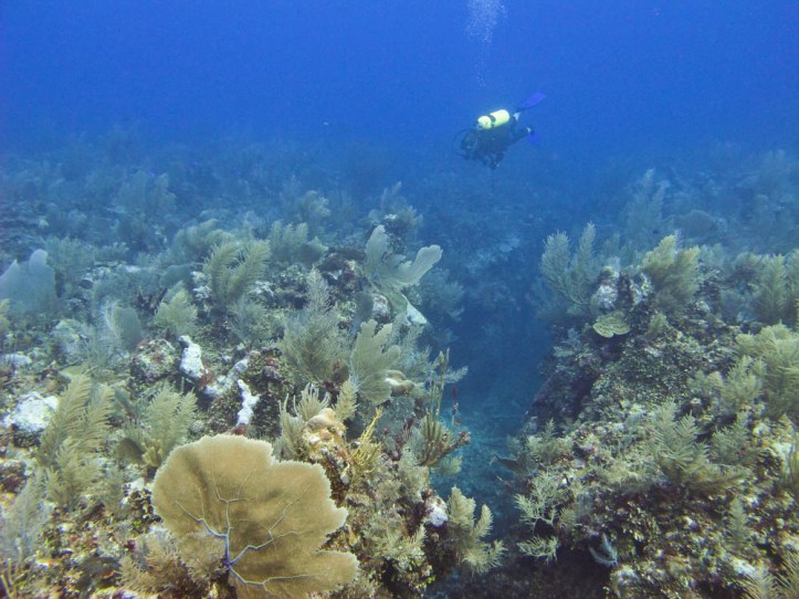 The top of the meso american reef