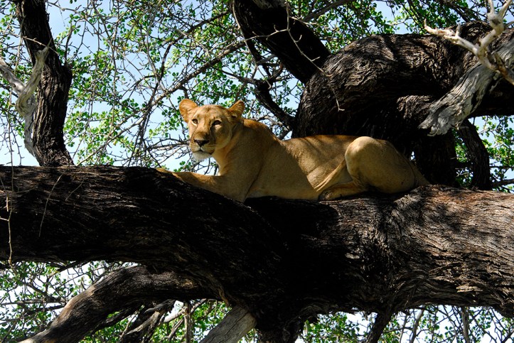  A tree climbing lion