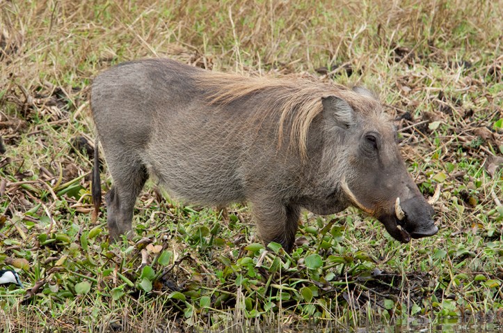 A Warthog grazes