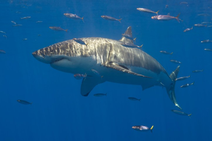 guadeoupe scott bennett (19)