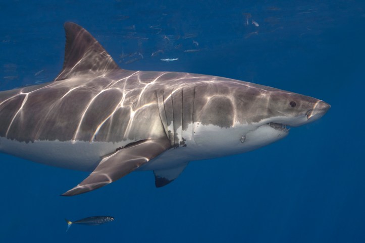 guadeoupe scott bennett (21)